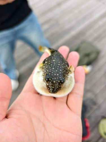 クサフグの釣果