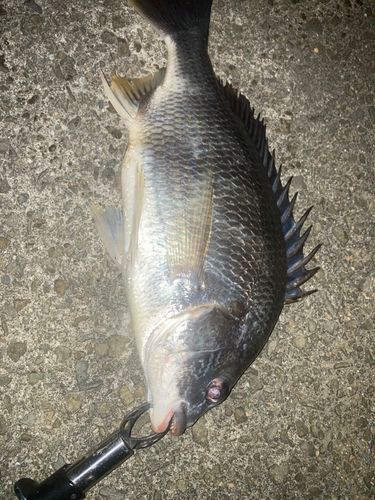 キビレの釣果