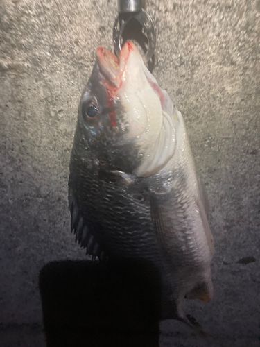 キビレの釣果