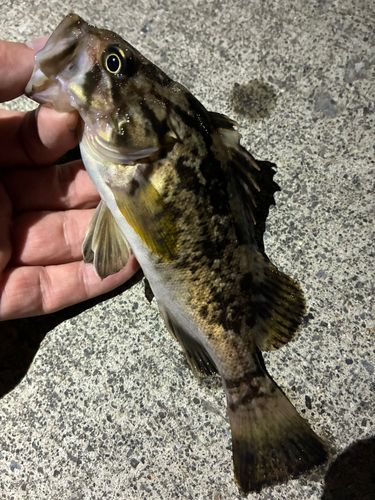 ソイの釣果