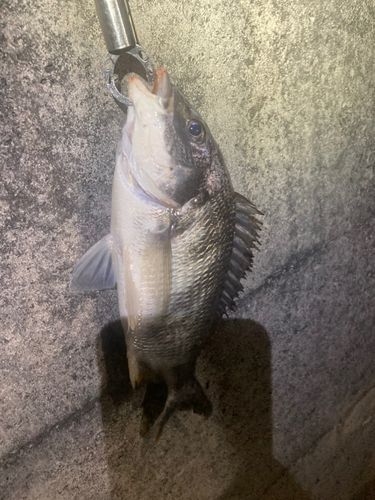 キビレの釣果
