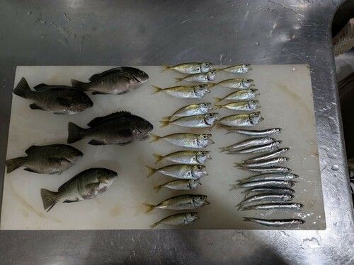 アジの釣果