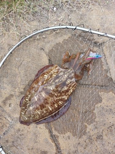 モンゴウイカの釣果
