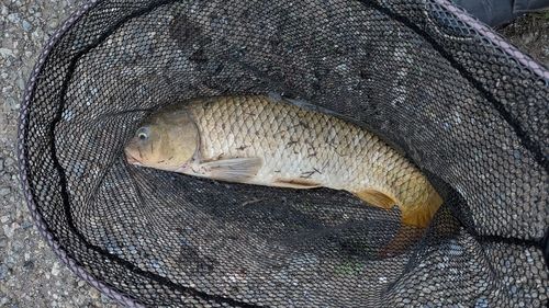 コイの釣果