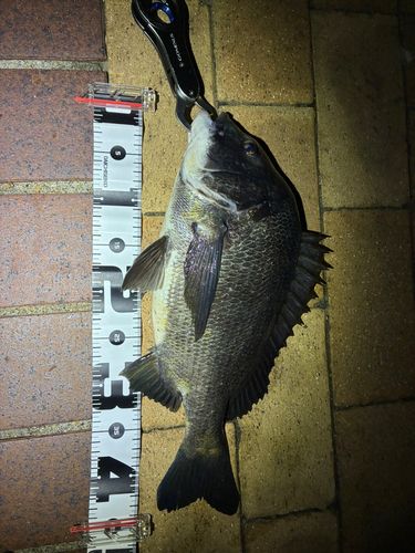 チヌの釣果
