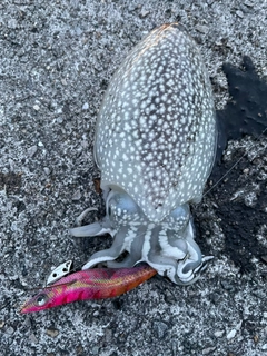 シリヤケイカの釣果