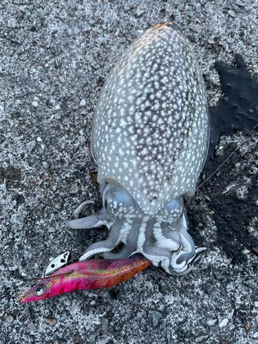 シリヤケイカの釣果