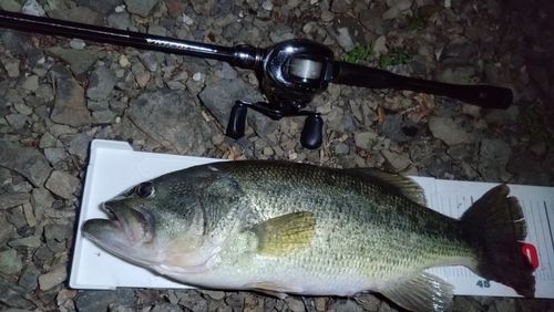 ブラックバスの釣果