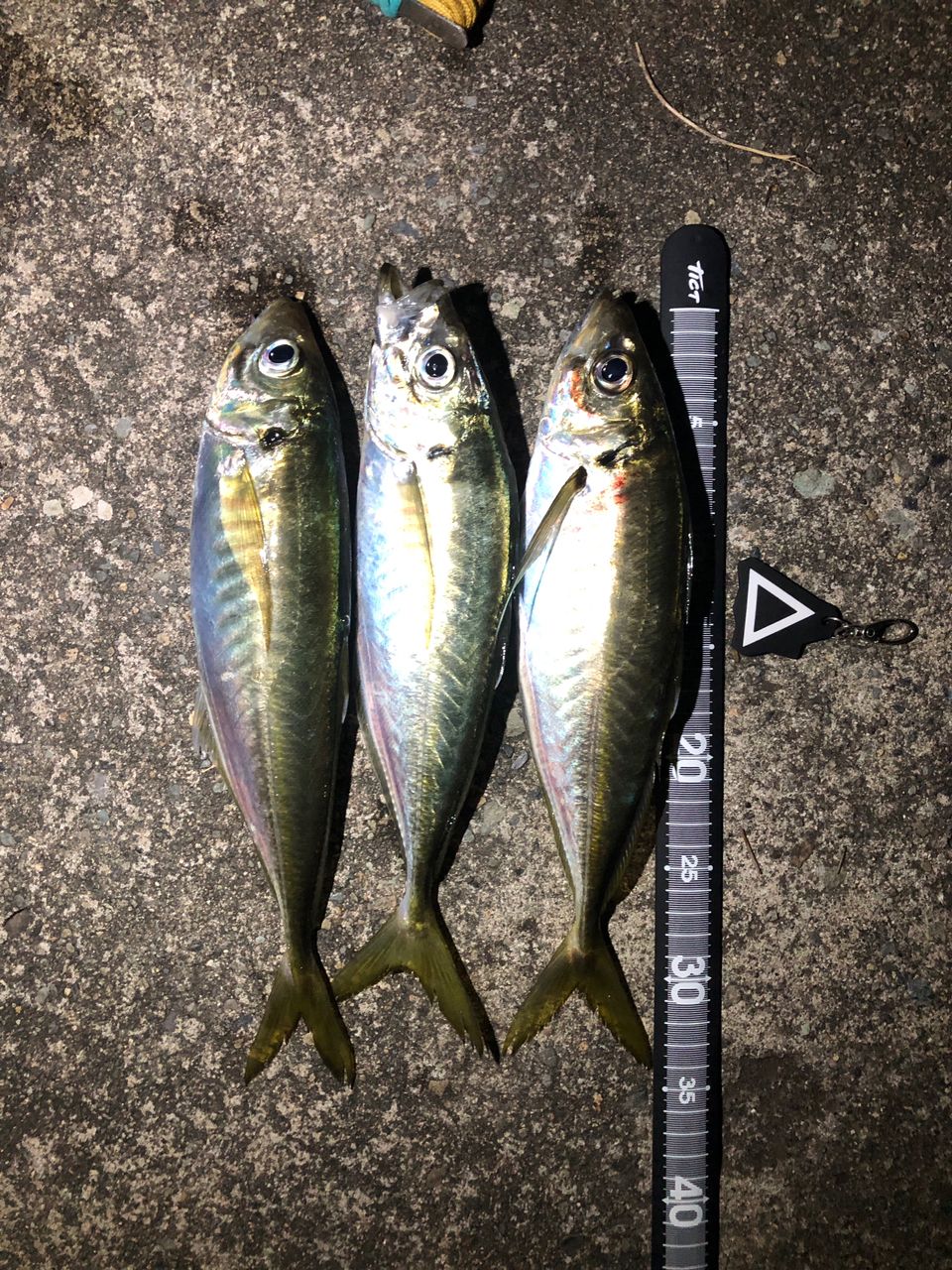 DAIWA 21カルディア FC LT2500Sの最安値・インプレ・釣果 | 本音の