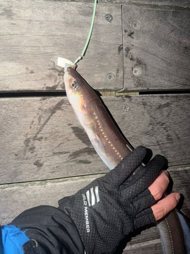マアナゴの釣果