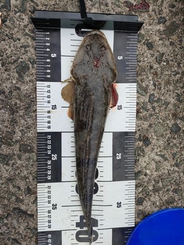 マゴチの釣果