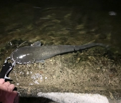 ナマズの釣果