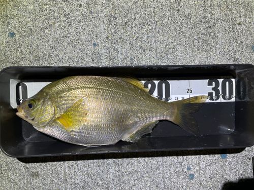 ウミタナゴの釣果