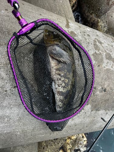 アイナメの釣果