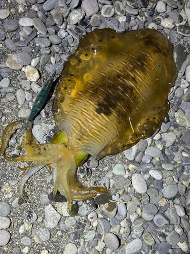 アオリイカの釣果