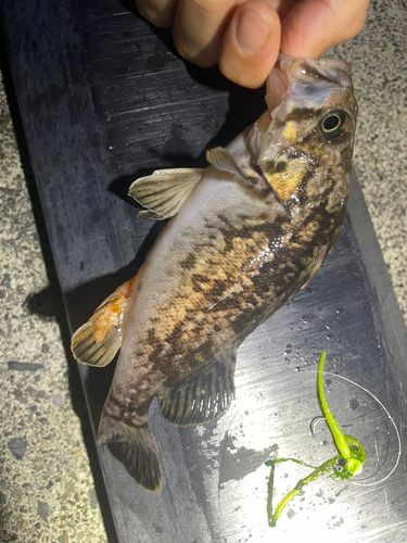 クロソイの釣果