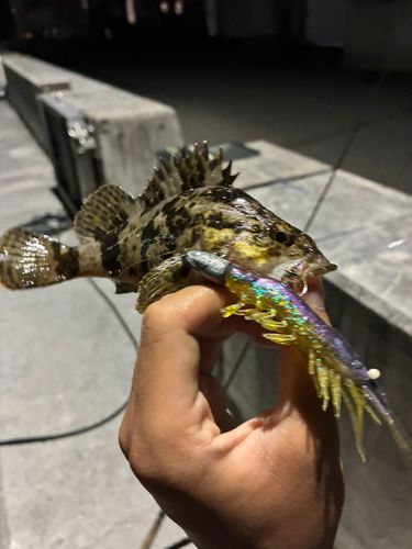 タケノコメバルの釣果