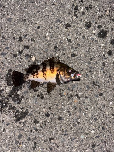 メバルの釣果