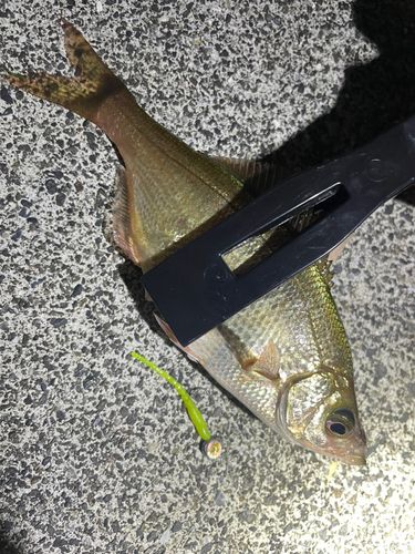ウミタナゴの釣果