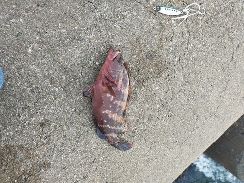 キジハタの釣果