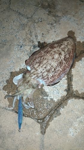 モンゴウイカの釣果