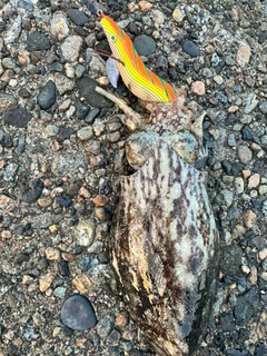 コウイカの釣果