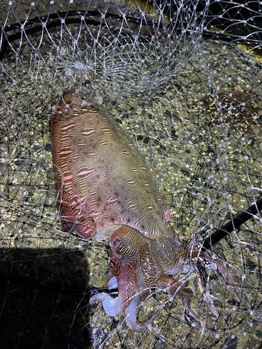コウイカの釣果