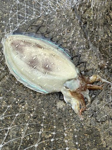 コウイカの釣果