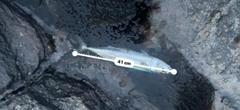 サバの釣果
