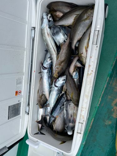 イサキの釣果