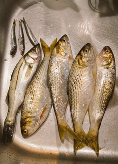 イワシの釣果