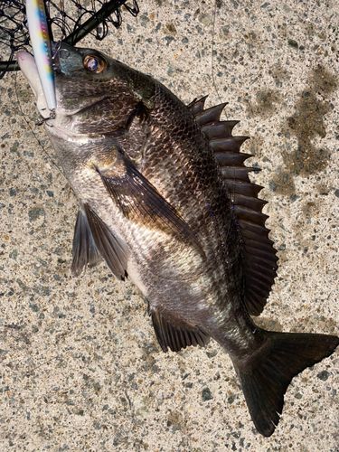 チヌの釣果