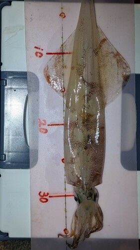 ヤリイカの釣果