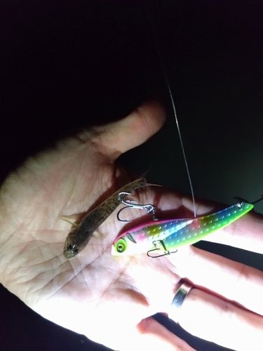 ハゼの釣果