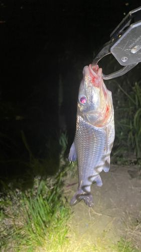 ニゴイの釣果