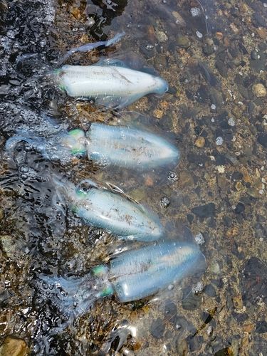 クエの釣果