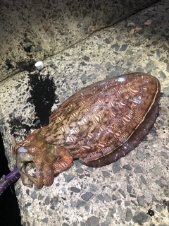 コウイカの釣果