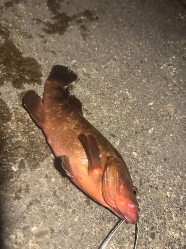キジハタの釣果