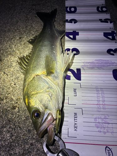フッコ（マルスズキ）の釣果