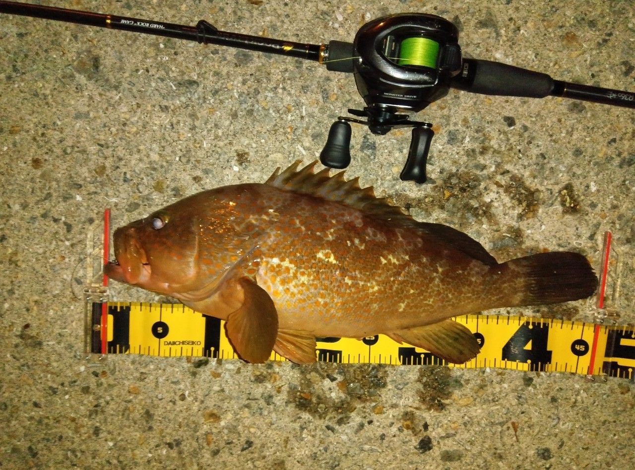 SHIMANO 18アンタレス DC MD XG LEFTの最安値・インプレ・釣果 | 本音