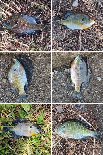 ブルーギルの釣果