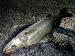 セイゴ（マルスズキ）の釣果