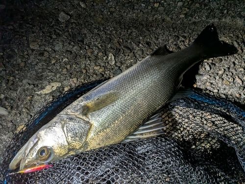 セイゴ（マルスズキ）の釣果