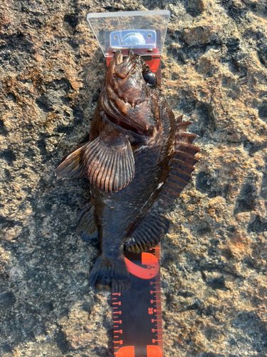 オウゴンムラソイの釣果