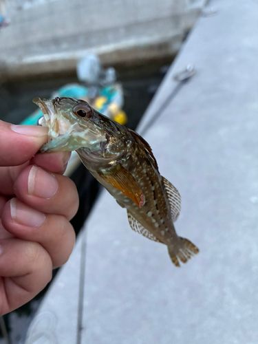 アナハゼの釣果
