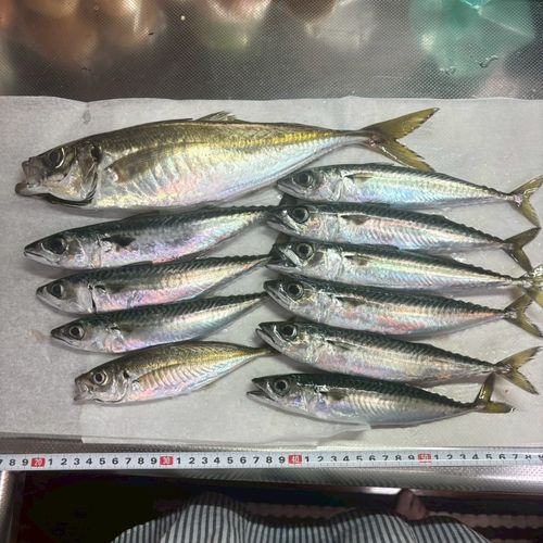 アジの釣果
