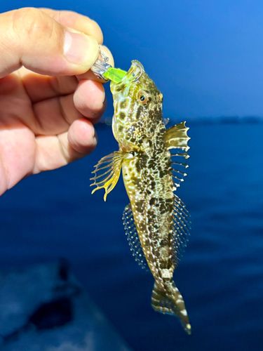 ハゼの釣果