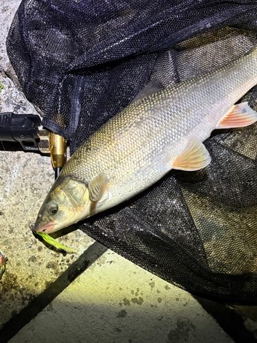 ウグイの釣果