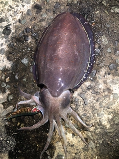 コウイカの釣果