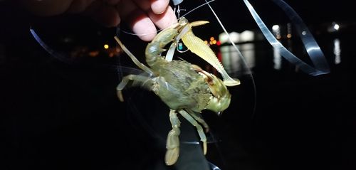 カニの釣果